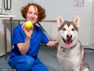 Down, boy! PDSA senior vet, Becca Thring, said: 'This was a life-or-death situation'
