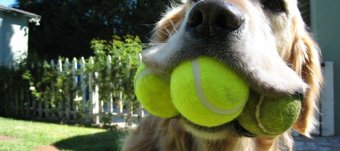 Dogs just ate tennis ball