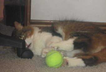 Cat and tennis ball