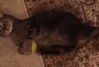 Cat Kicking tennis ball