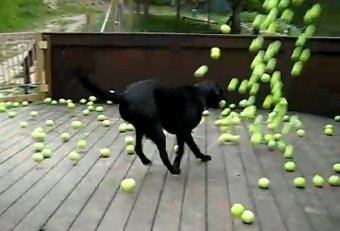 Dog tennis balls video