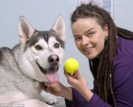 Two-year-old Husky-cross Pax from Brighton came down with a sudden mystery illness - which turned out to be a tennis ball