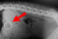 Vets at Brighton PDSA PetAid hospital were stunned when an x-ray clearly revealed the problem: a whole ball in his abdomen