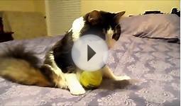 Anakin & Mika Bunny Kicks & Ball Fun, Two Legged Cat