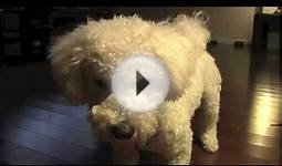 Bichon Frise Dog Playing with Tennis Ball and having lots