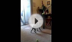 Blind dog Ray Charles wants tennis ball