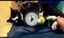 Cat and the tennis ball battle