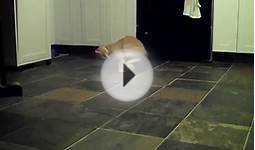 Cat flips out on bag and tennis ball after some cat nip.