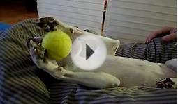 Cute dog plays with its tennis ball