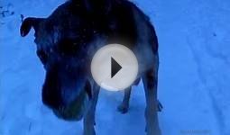 Dog Catches Tennis Ball up Close in Slow Motion (300fps)