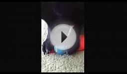Dog chewing on tennis ball!