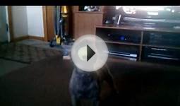 Dog Howling at Fire Engine with Tennis Ball in mouth