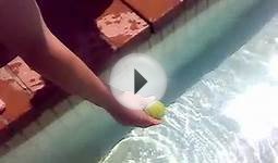 Dog swims under water to fetch tennis ball