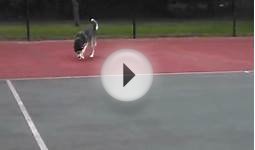 Husky puppy and two tennis ballswho needs a human?!