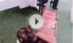 Husky Puppy Discovers A Tennis Ball.