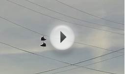 i just had to stop and video this. a pair of tennis shoes