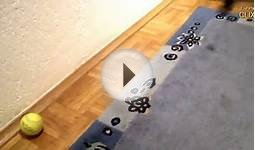 Kittens vs Tennis Balls Compilation || FunnyClix