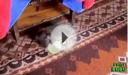 Puppies vs. Tennis Balls Compilation || FunnyBOBO