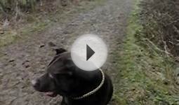 Slow Motion Video: Dog Catching a Ball