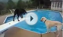 Smart dog pool ball game