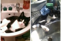 Zeus and Coco, both from Liverpool, were caught out reclining in their owners' sink